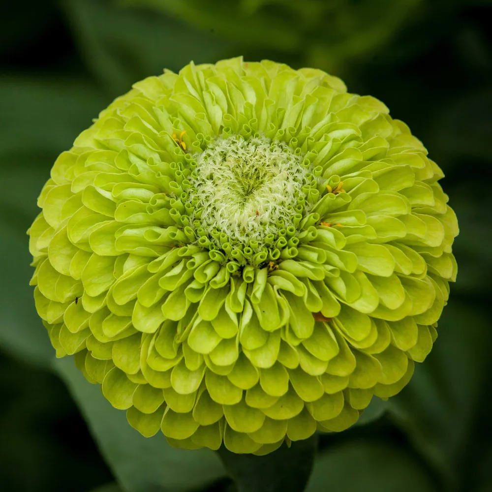 VEGSOW Benary's Giant Lime Zinnia Seeds - Heirloom Dahlia-Flowered Annuals