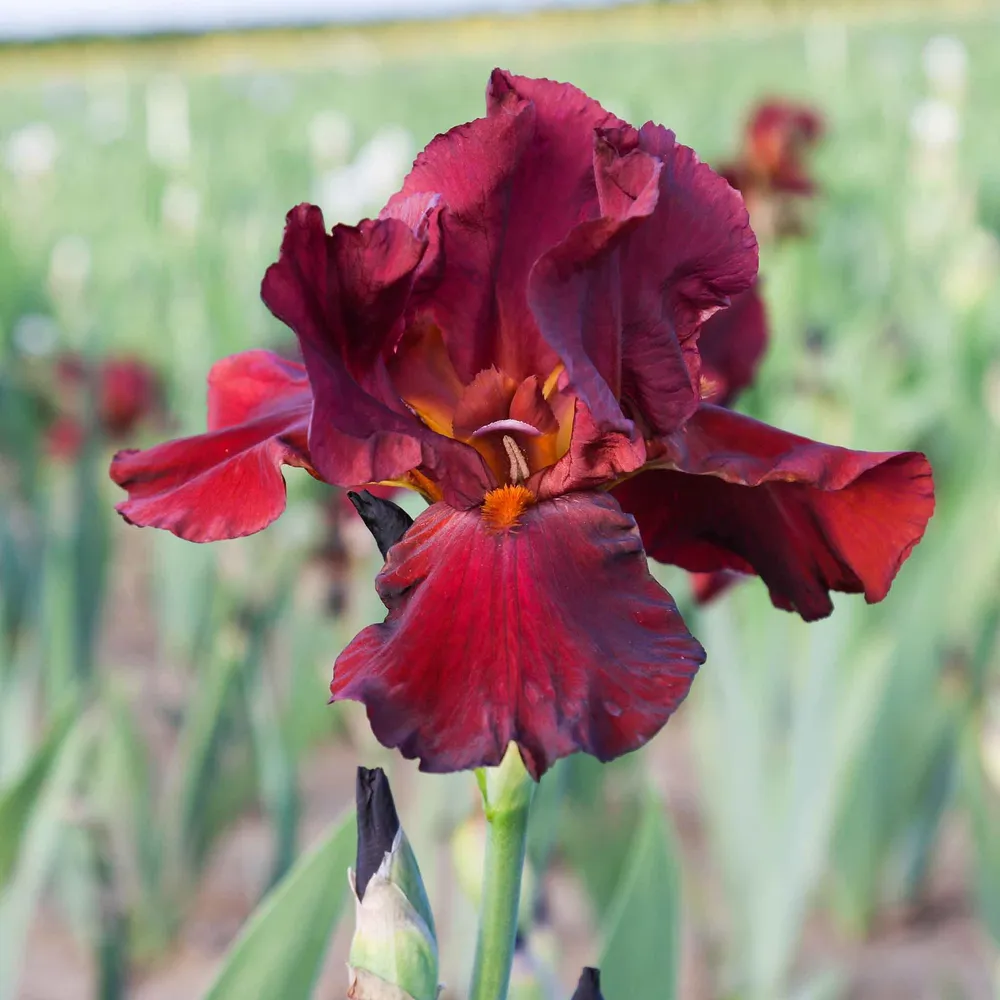 VEGSOW Re-Blooming Bearded Iris Bulbs - Bernice's Legacy