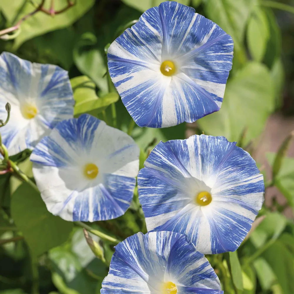 VEGSOW Flying Saucers Morning Glory Seeds - Climbing Annual Flower Seeds