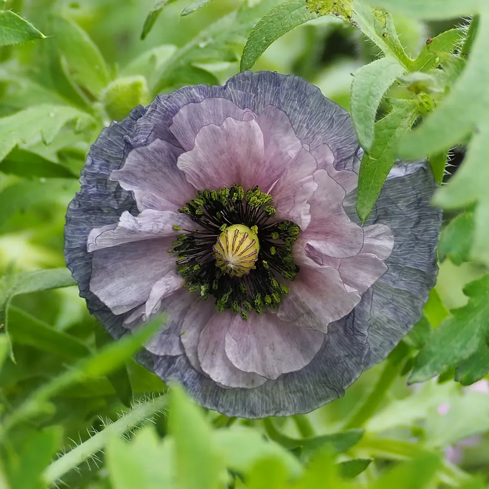 VEGSOW Shirley Amazing Grey Poppy Seeds - Heirloom Annual Flower Seeds