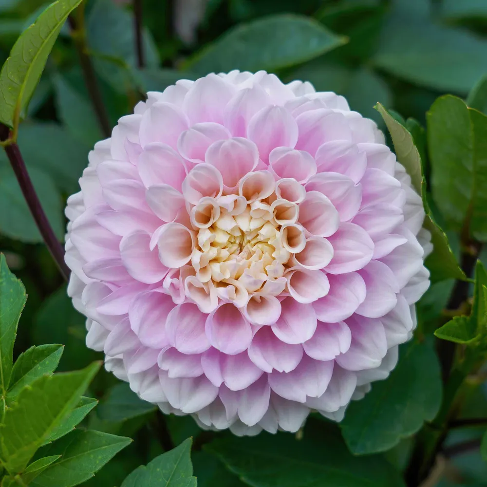 VEGSOW Wizard of Oz Ball Dahlia Tubers - Pink Decorative Perennial Flower Bulbs