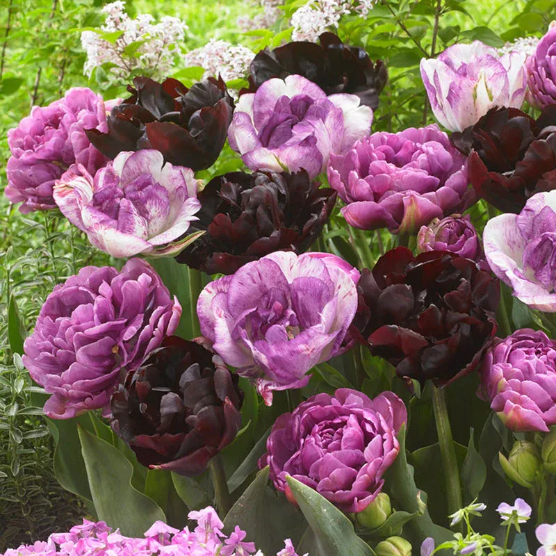VEGSOW Tulip Bulbs - Amethyst Mix, Spring Flowering Perennial Bulbs
