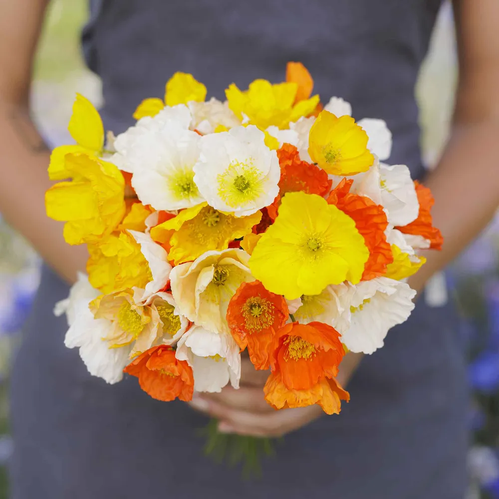VEGSOW Iceland Poppy Seeds - Mixed Colors