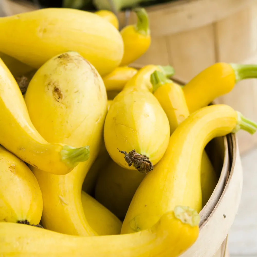VEGSOW Early Summer Crookneck Squash Seeds - Heirloom Yellow Summer Squash