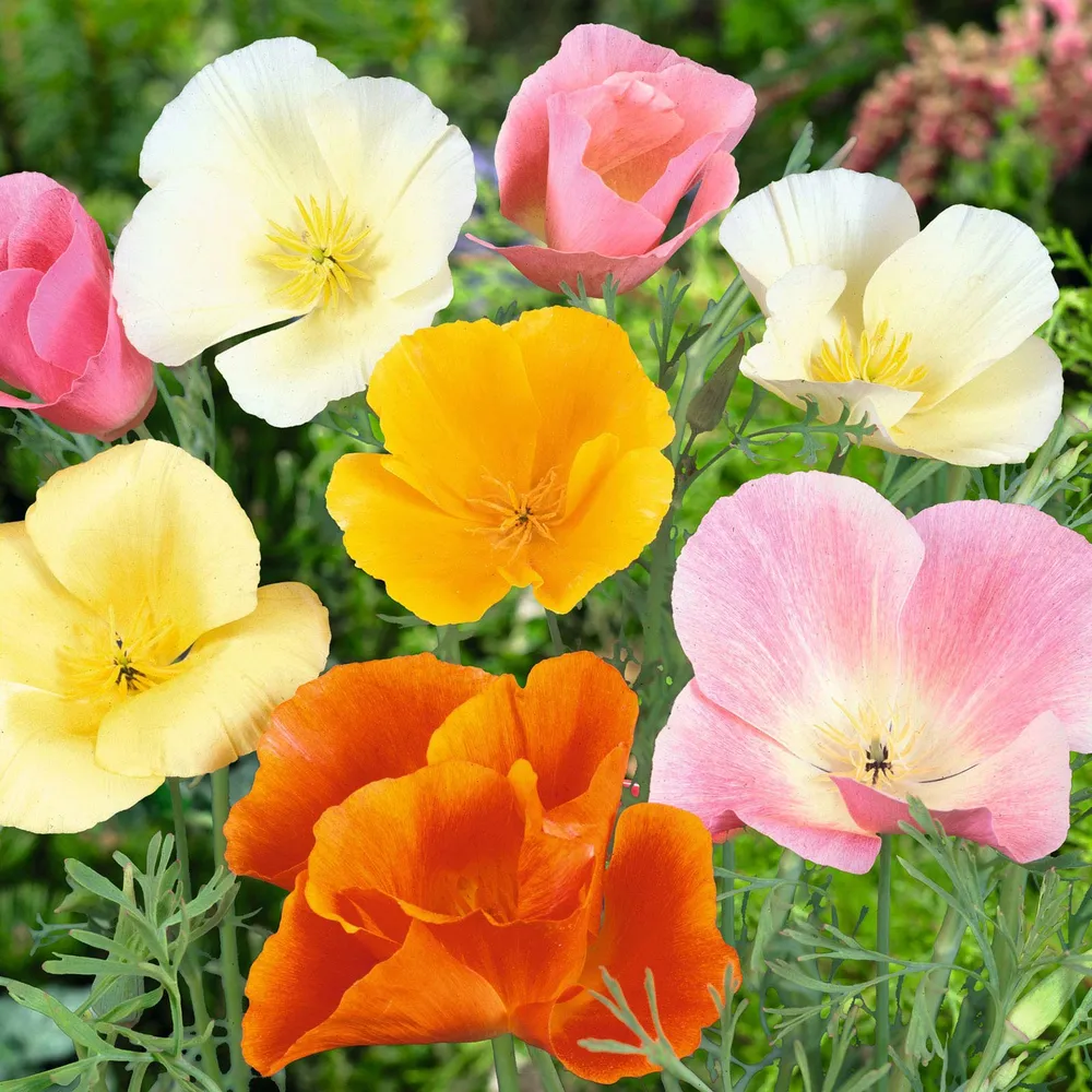 VEGSOW California Poppy Seeds (Organic) - Mixed Colors