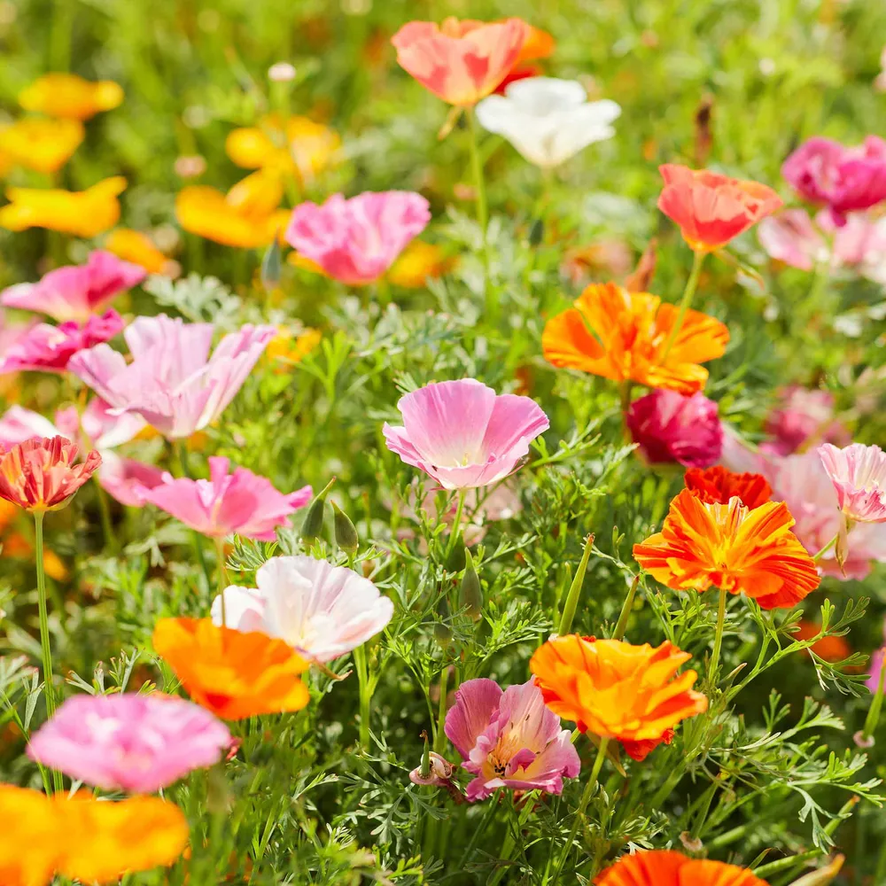 VEGSOW California Poppy Seeds - Mission Bells Mix