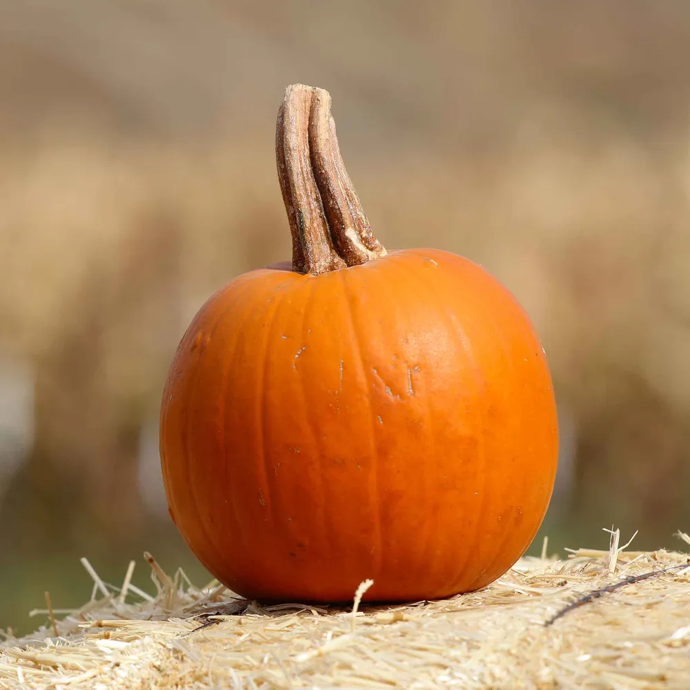 VEGSOW Spookie Pumpkin Seeds - Heirloom Vegetable Seeds