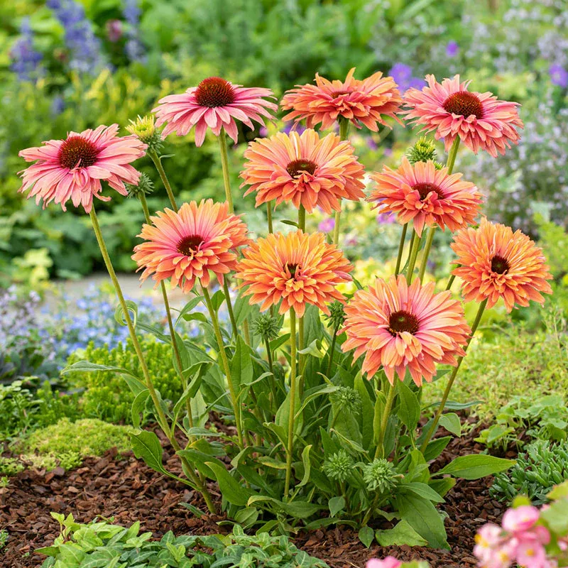 VEGSOW Echinacea Roots - Sunseekers Rainbow Perennial Flower Roots