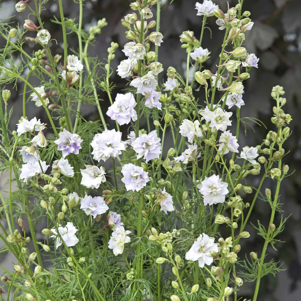 VEGSOW Larkspur Seeds - Fancy Smokey Eyes