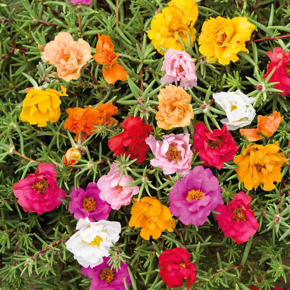 VEGSOW Moss Rose Seeds - Double Mix Portulaca Grandiflora
