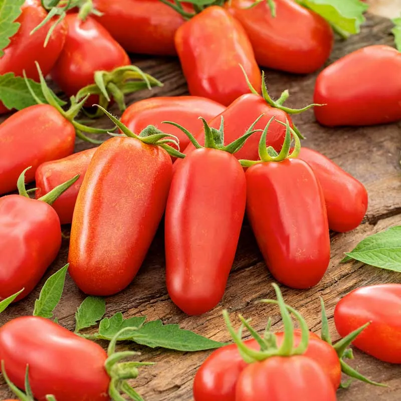 VEGSOW San Marzano Tomato Seeds (Organic Heirloom Variety)