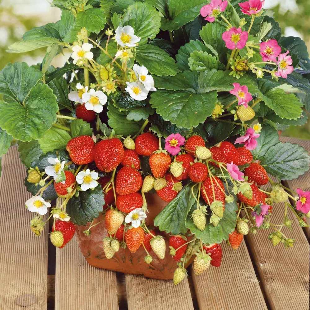 VEGSOW Rainbow Treasure F1 Strawberry Seeds - Hybrid Variety for Home Gardens