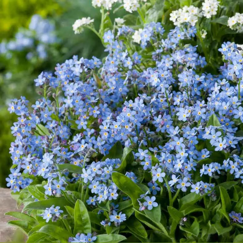 VEGSOW Forget Me Not Seeds - Blue Flowering Garden Seeds