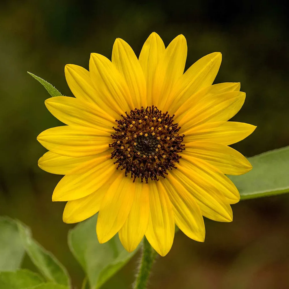 VEGSOW Wild Sunflower Seeds - Natural Bird Food Mix