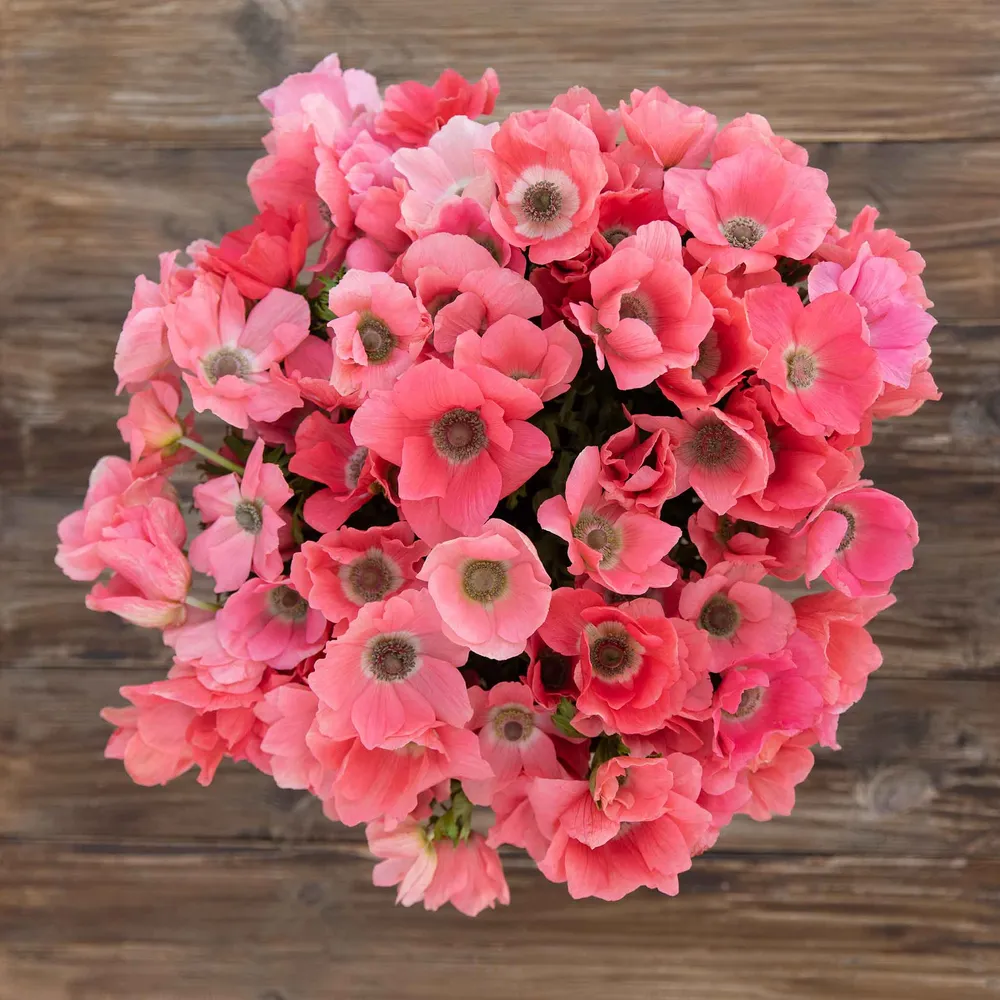 VEGSOW Barbie Anemone Bulbs - Spring Flowering Perennial Garden Bulbs