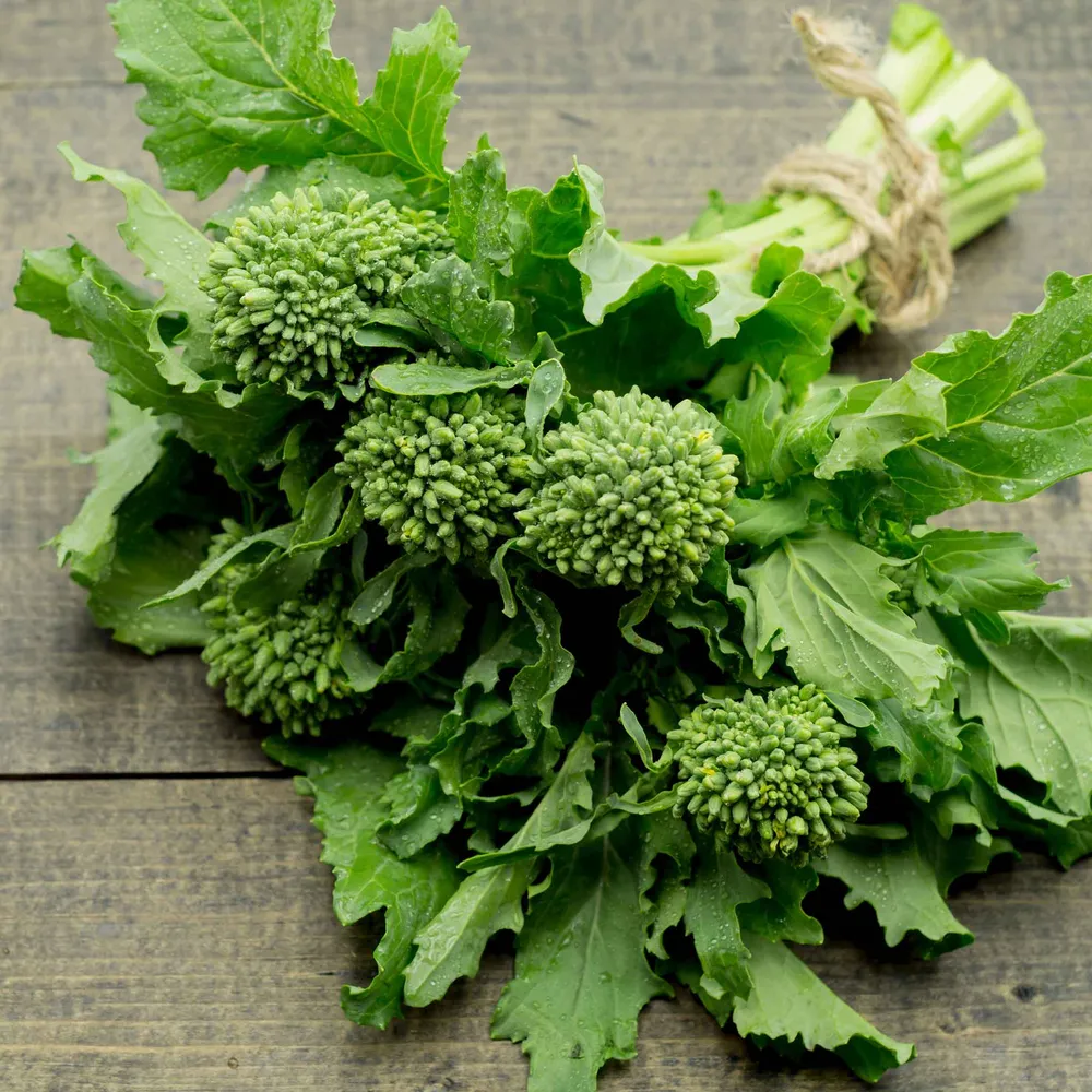 VEGSOW Broccoli-Raab Seeds - Spring Rapini for Home Sprouting