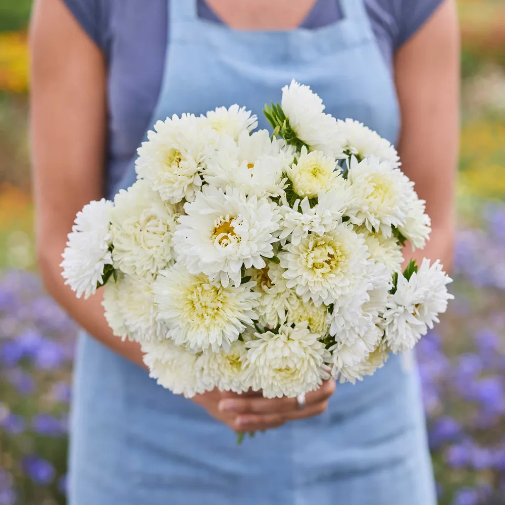 VEGSOW China Aster Seeds - Duchess Yellow