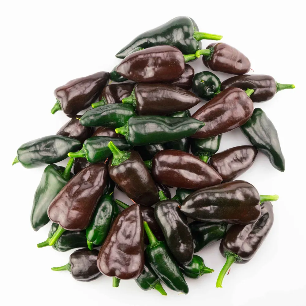 VEGSOW Mulato Isleno Pepper Seeds - Heirloom Vegetable Seeds for Home Gardens