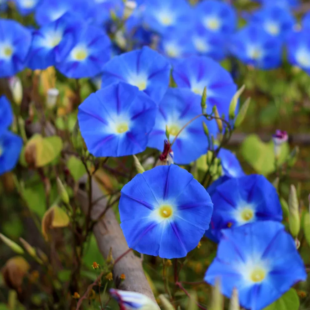 VEGSOW Morning Glory Seeds - Heavenly Blue Heirloom Climbing Vine