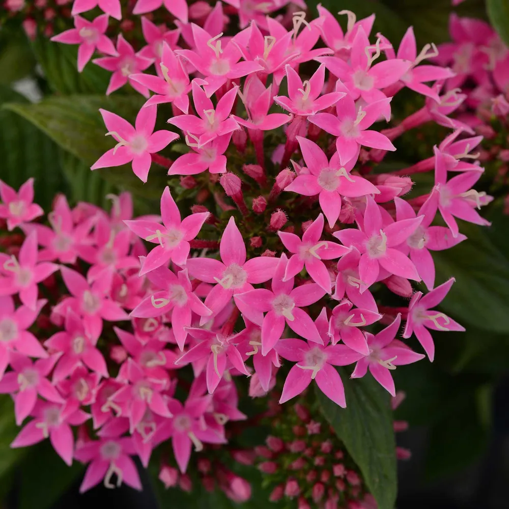 VEGSOW Lucky Star® Deep Pink Pentas Seeds - Professional Grade Flower Seeds