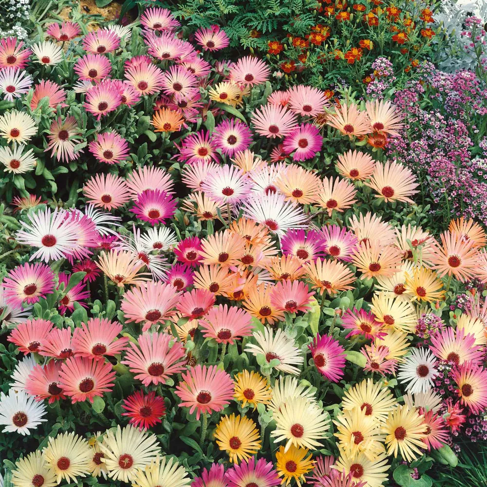 VEGSOW Livingstone Pastel Mix Ice Plant Seeds (Mesembryanthemum Criniflorum)