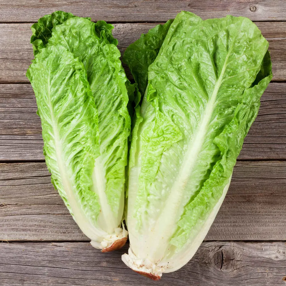 VEGSOW Parris Island Cos Lettuce Seeds - Heirloom Romaine Lettuce Variety