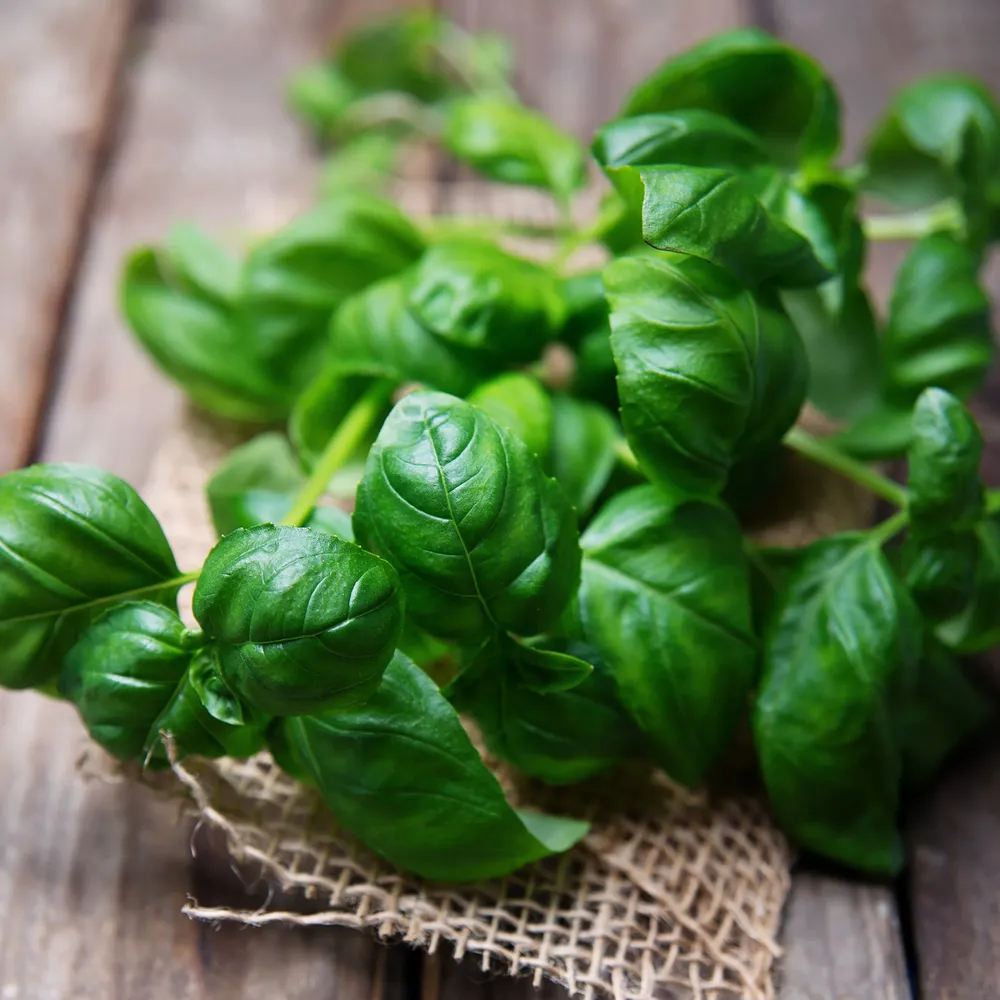 VEGSOW Sweet Basil Seeds - Common Ocimum Basilicum Heirloom Seeds