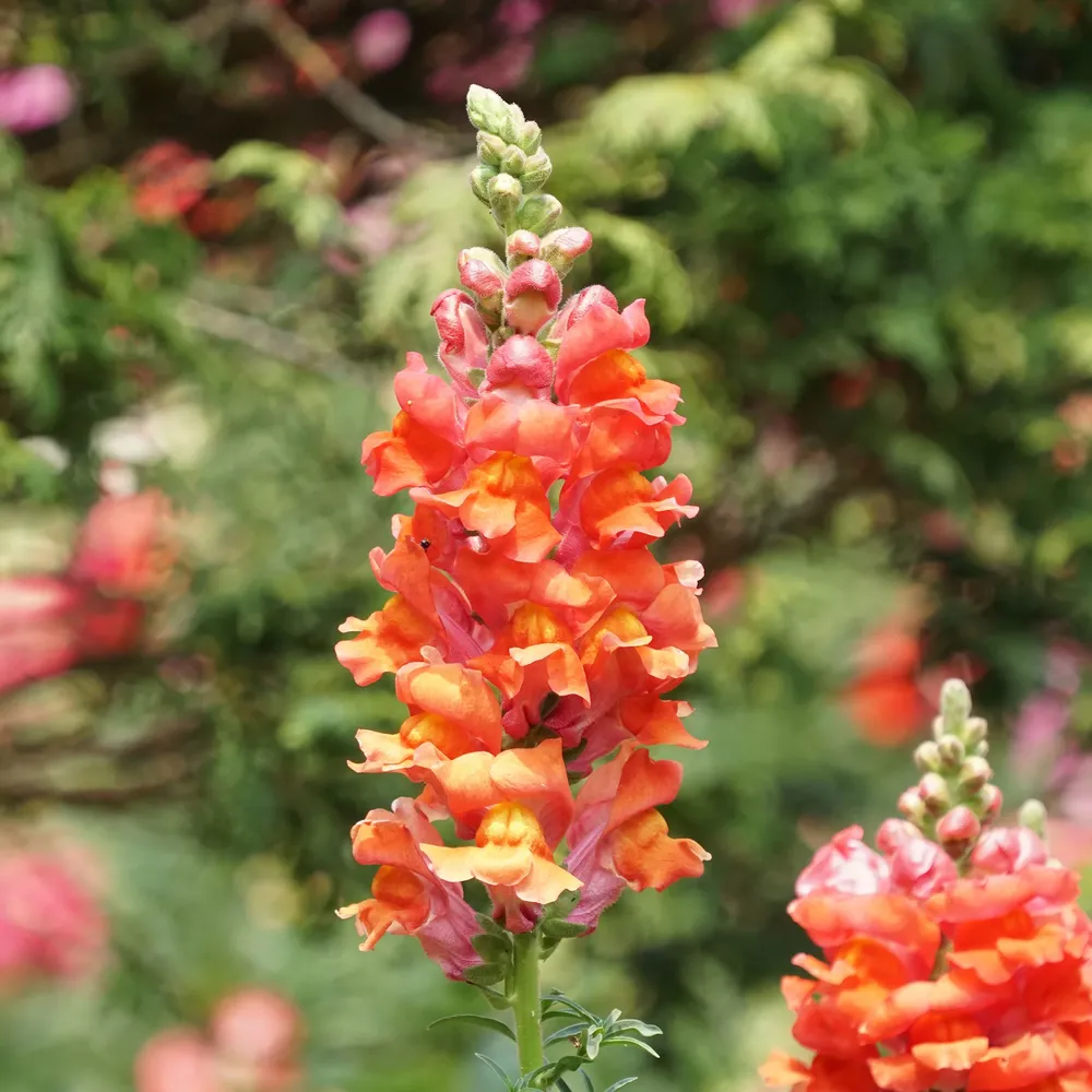 VEGSOW Snapdragon Seeds - Orange Wonder