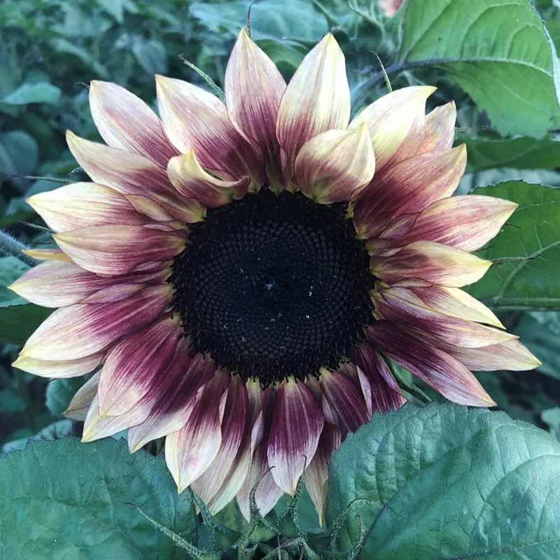 VEGSOW Ruby Eclipse Sunflower Seeds - Vibrant Garden Flower Seeds