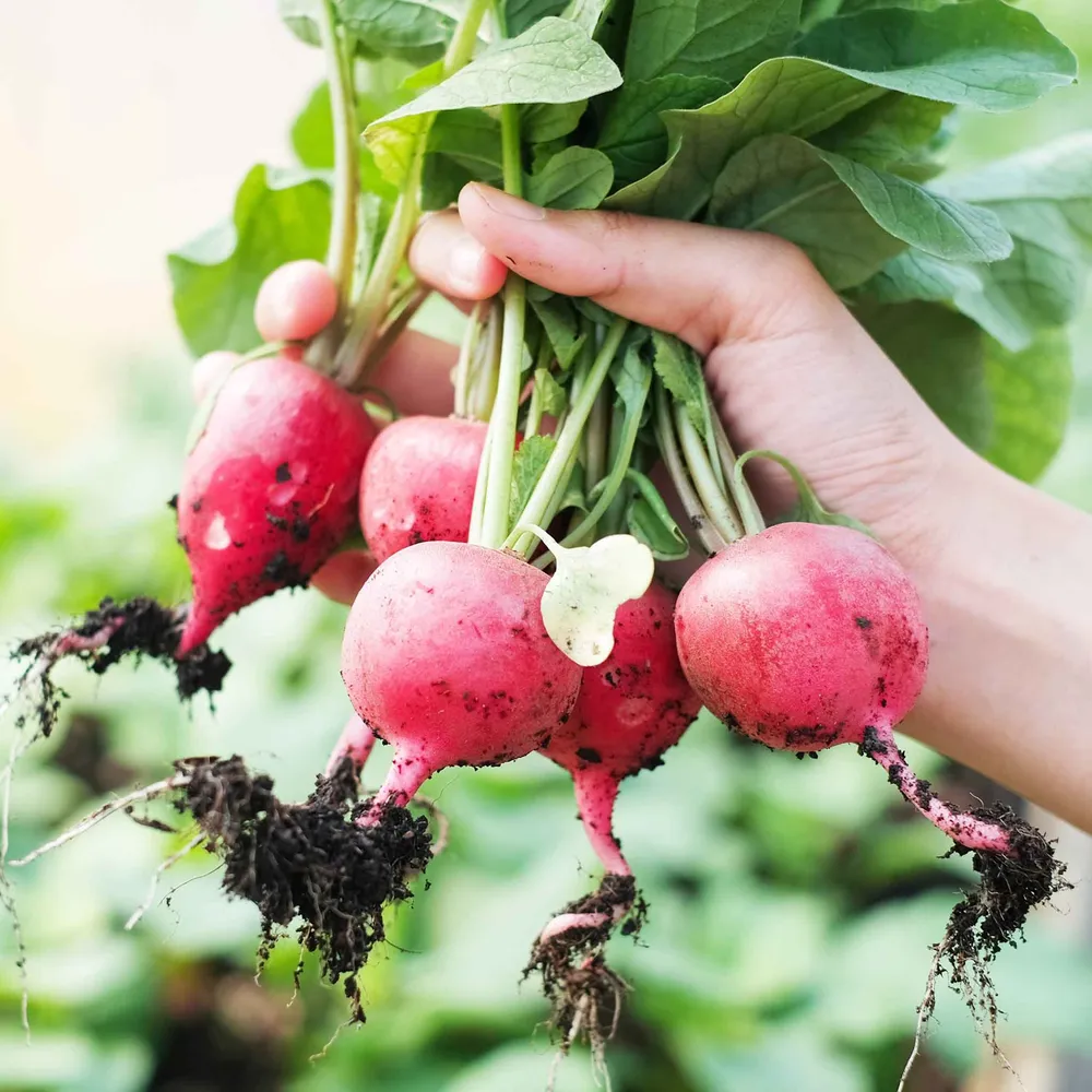 VEGSOW German Giant Radish Seeds - Heirloom Vegetable Seeds for Home Gardening
