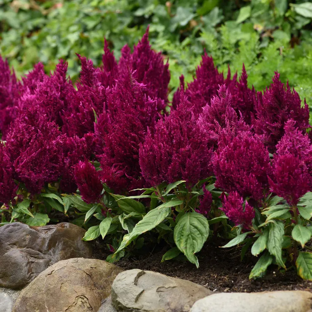 VEGSOW First Flame Purple Celosia Seeds - Vibrant Annual Flower Seeds