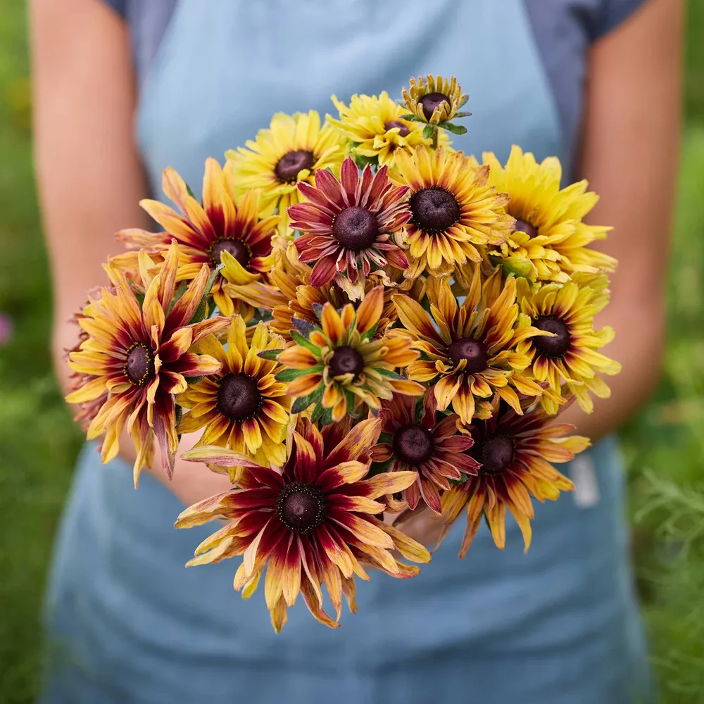 VEGSOW Black Eyed Susan Seeds - Caramel