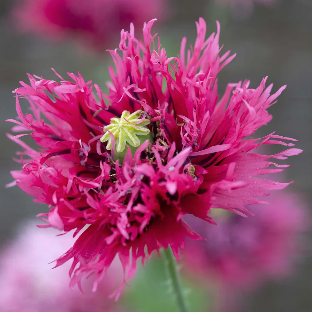 VEGSOW Rose Feathers Poppy Seeds - Heirloom Flower Seeds for Garden Borders