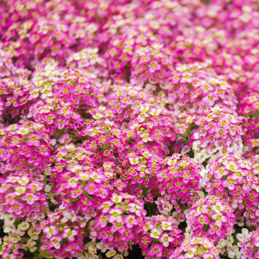 VEGSOW Alyssum Seeds - Rosie O'Day