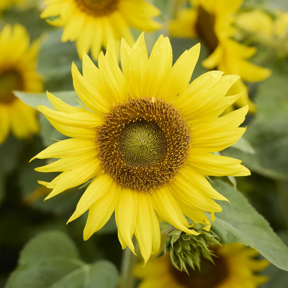 VEGSOW Irish Eyes Sunflower Seeds - Heirloom Variety for Home Gardens