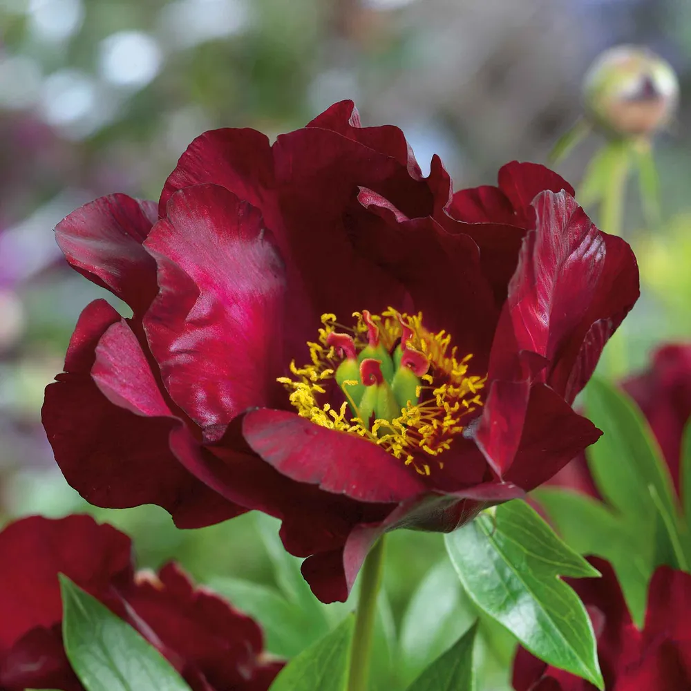 VEGSOW Itoh Peony Roots - Scarlet Heaven