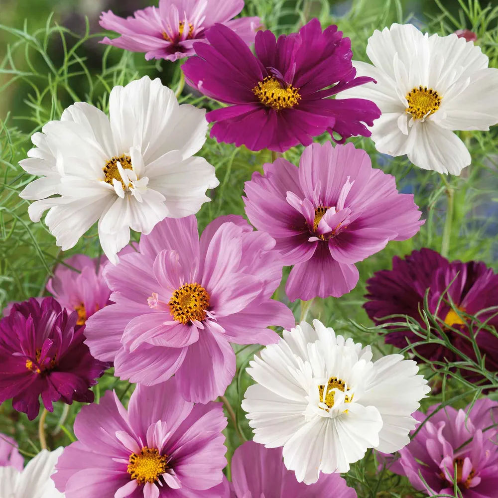 VEGSOW Cosmos Seeds - Psyche Mix Flower Seeds for Pollinator Gardens