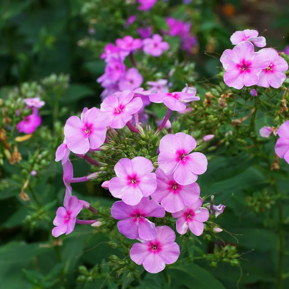 VEGSOW Annual Phlox Seeds - Brilliant