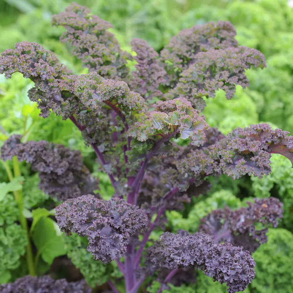 VEGSOW Scarlet Kale Seeds - Heirloom Vegetable Seeds for Home Gardening