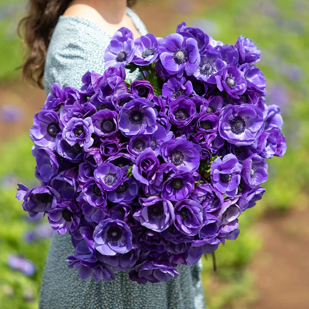 VEGSOW De Caen Blue Anemone Bulbs - Vibrant Poppy Anemone Flowers
