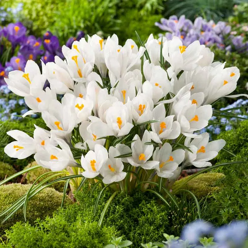 VEGSOW Giant Joan of Arc Crocus Bulbs - Large Flowering Spring Perennials