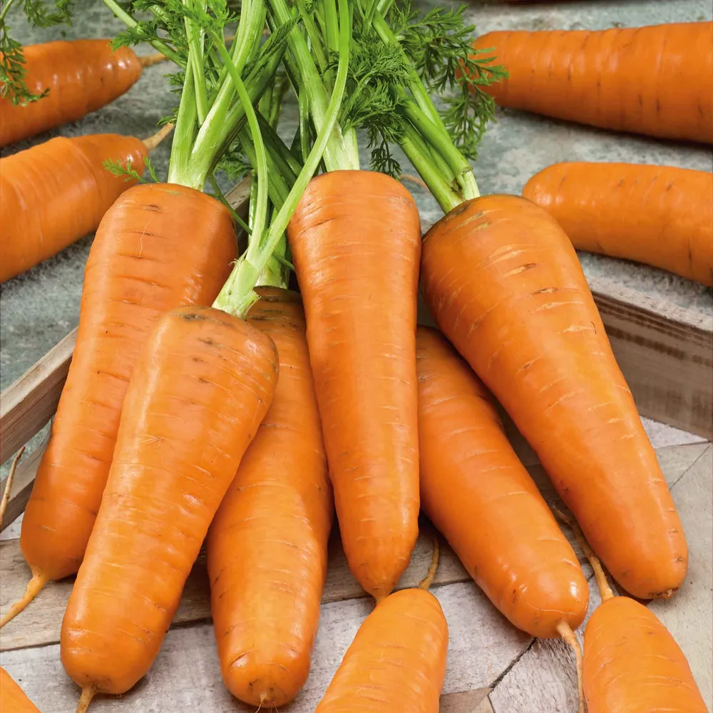 Royal Chantenay Carrot Seeds - Heirloom Vegetable Seeds for Home Gardening