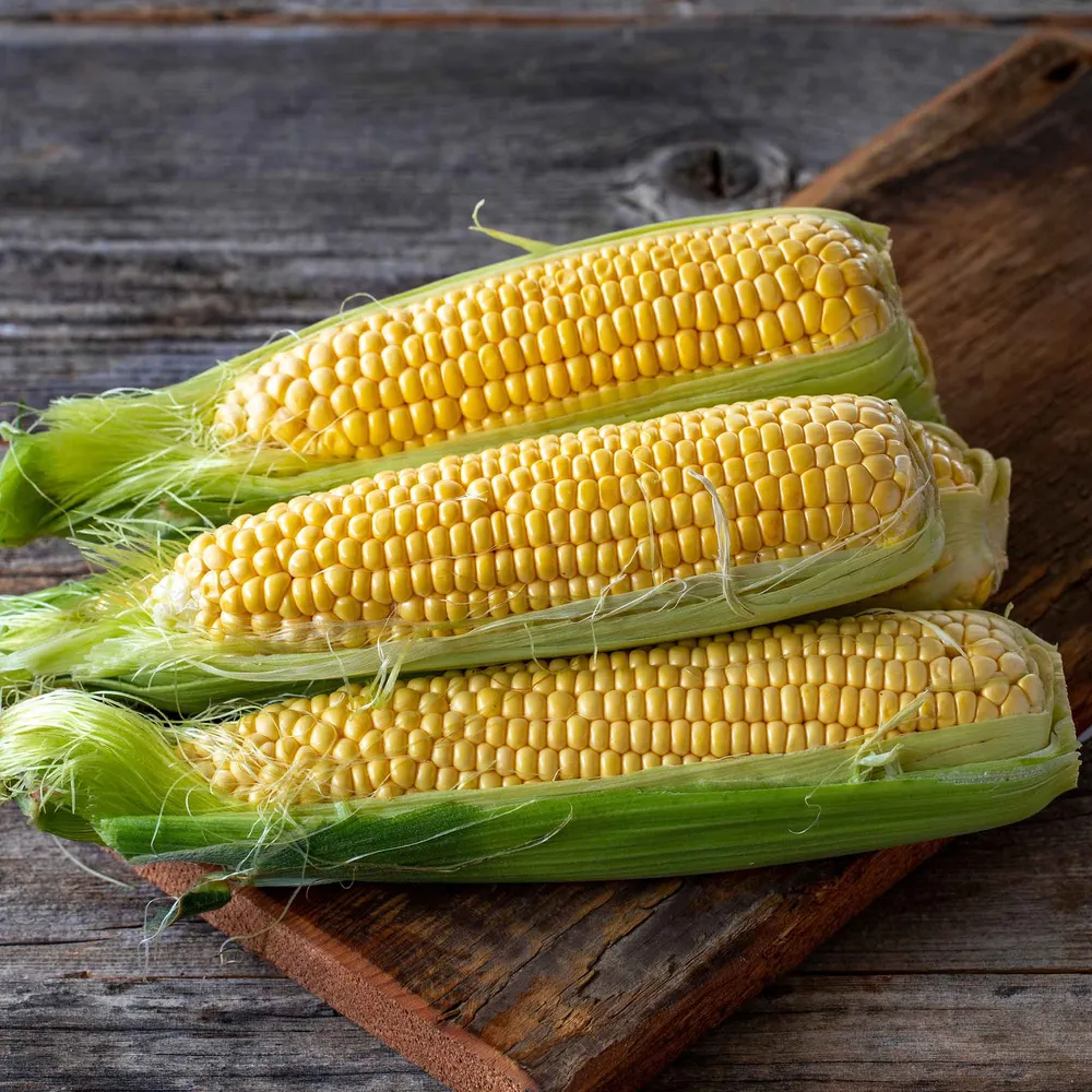 Golden Bantam 8 Row Corn Seeds - Heirloom Sweet Corn