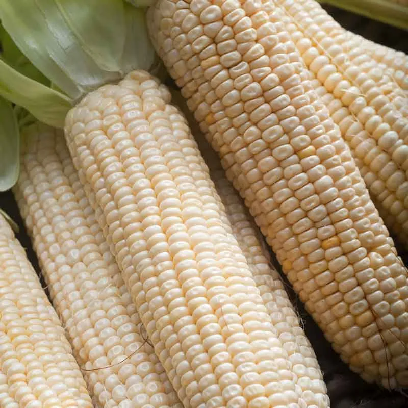 VEGSOW Stowells Evergreen Corn Seeds - Heirloom Sweet Corn Variety