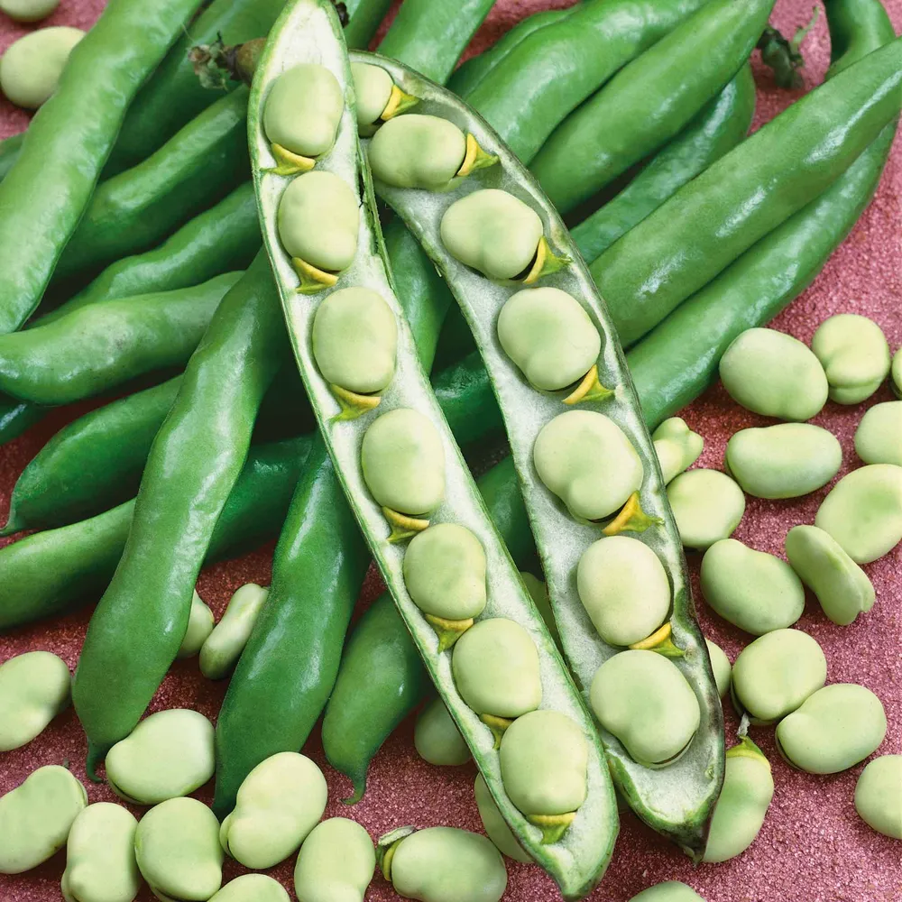 VEGSOW Broad Windsor Fava Bean Seeds - Heirloom Vegetable Seeds for Home Gardening