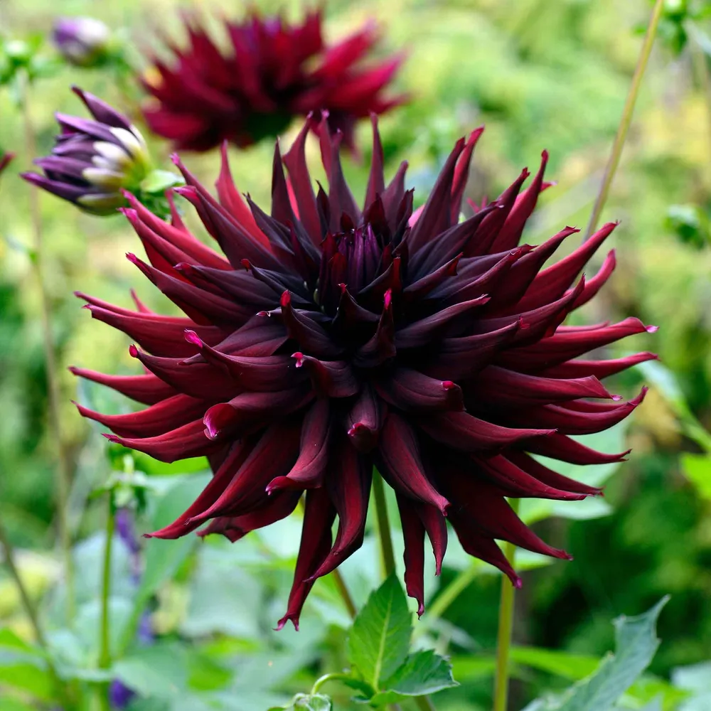 VEGSOW Black Narcissus Semi-Cactus Dahlia Tubers