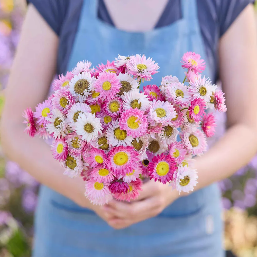 VEGSOW Giant Flowered Daisy Seeds - Mixed Variety Pack