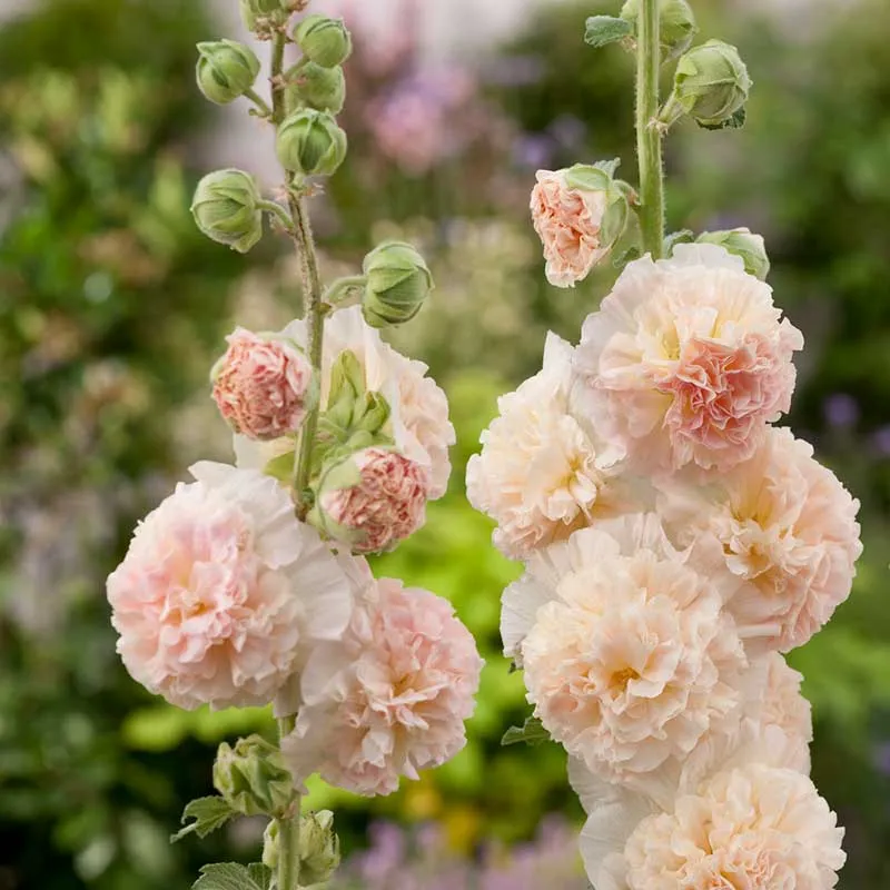 VEGSOW Chaters Double Salmon Hollyhock Seeds - Heirloom Flower Seeds