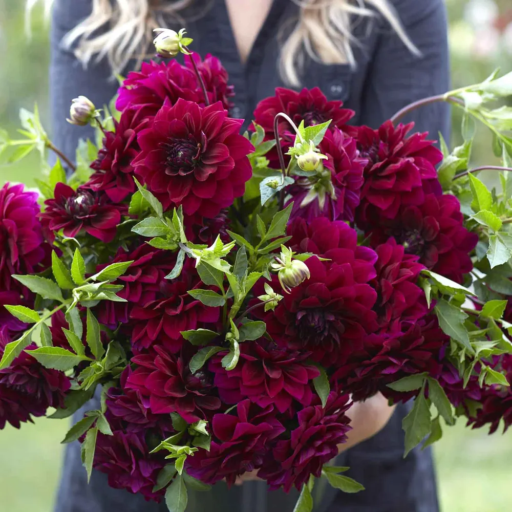 VEGSOW Decorative Dahlia Tubers - Admiral Rawlings