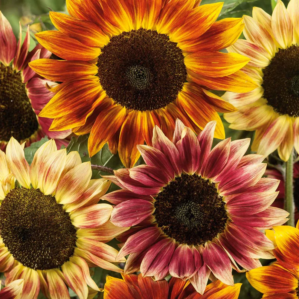 VEGSOW Santa Fe Sunset F1 Sunflower Seeds - Hybrid Variety for Vibrant Gardens